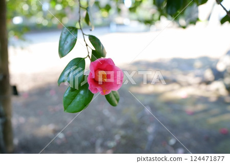 Camellia flower Camellia flower 124471877