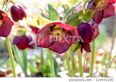 Christmas rose petals that shine in transmitted light [Coloring a winter garden] 124472206