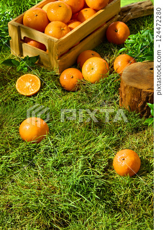 The green grass of a vast prairie with messy blades of grass and randomly placed bright oranges. Wooden crates containing harvested fruit from the farm. Dark wooden base, rough surface 124472280