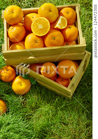Fresh oranges with morning dew still on their rough skin. Citrus cut in half and wedged to reveal juicy flesh and tiny orange seeds. Wooden crates of oranges displayed on a green grass carpet Fresh oranges with morning dew still on their rough skin. Citrus cut in half and wedged to reveal juicy flesh and tiny orange seeds. Wooden crates of oranges displayed on a green grass carpet 124472308