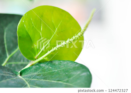 Coccoloba uvifera ,Sea grape or POLYGONACEAE with seed and flower Coccoloba uvifera ,Sea grape or POLYGONACEAE with seed and flower 124472327