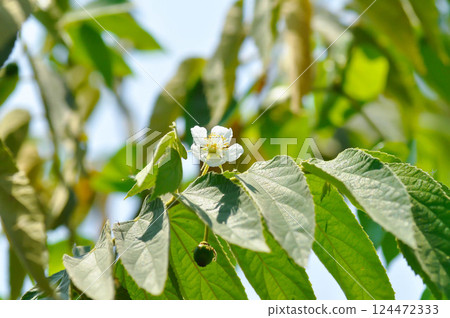 Calabura, Jam tree or Jamaican cherry or Malayan Cherry or Muntingia calabura L or MUNTINGIACEAE or West Indian Cherry plant with flower and seed Calabura, Jam tree or Jamaican cherry or Malayan Cherry or Muntingia calabura L or MUNTINGIACEAE or West Indian Cherry plant with flower and seed 124472333