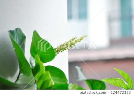 Coccoloba uvifera ,Sea grape or POLYGONACEAE with seed and flower Coccoloba uvifera ,Sea grape or POLYGONACEAE with seed and flower 124472353