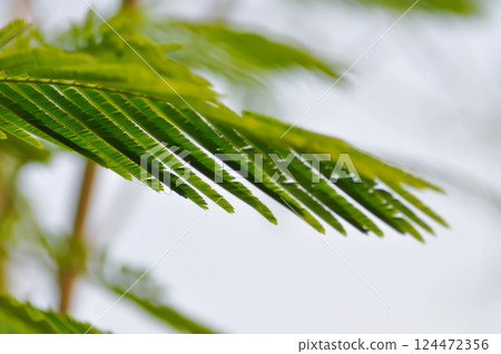 Acacia pennata, Tropical Acacia or Climbing wattle or Acacia, Cha om or FABACEAE or LEGUMINOSAE or MIMOSOIDEAE or MIMOSACEAE Acacia pennata, Tropical Acacia or Climbing wattle or Acacia, Cha om or FABACEAE or LEGUMINOSAE or MIMOSOIDEAE or MIMOSACEAE 124472356