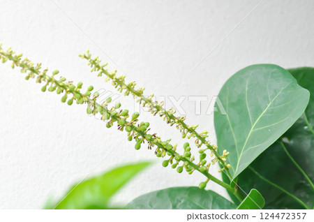 Coccoloba uvifera ,Sea grape or POLYGONACEAE with seed and flower Coccoloba uvifera ,Sea grape or POLYGONACEAE with seed and flower 124472357