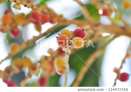 Areca palm or seed of Areca catechu L or ARECACEAE or seed of Areca palm and sky 124472358