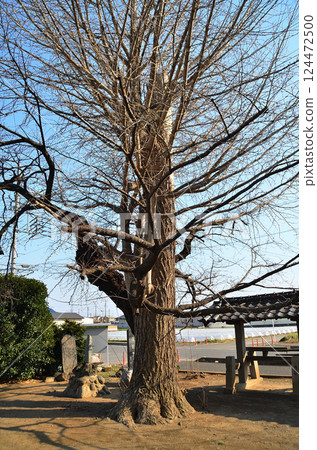 埼玉縣深谷市岡町東鄉白須神社的大銀杏聖樹 124472500