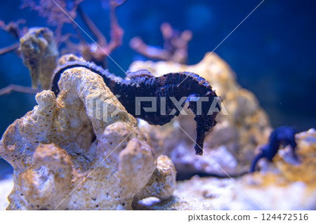 Seahorse swimming in the aquarium Seahorse swimming in the aquarium 124472516