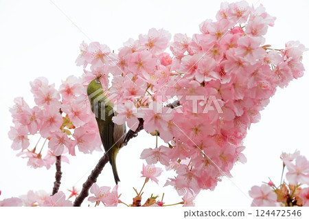 Kawazu cherry tree in full bloom and mezzo Kawazu cherry tree in full bloom and mezzo 124472546