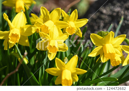 Mini Narcissus Taita Tate 124472682