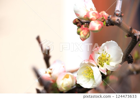 模糊的鮮花和芽 124473633