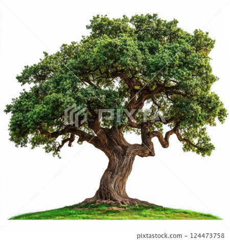 Majestic Oak Tree with Sprawling Limbs in Vibrant Natural Setting Majestic Oak Tree with Sprawling Limbs in Vibrant Natural Setting 124473758