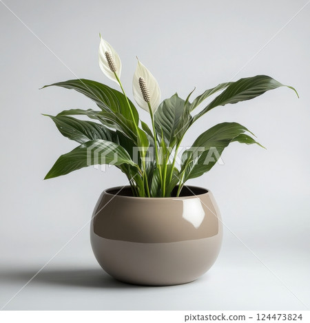 Peace Lily Plant with Glossy Leaves and Elegant White Blooms Peace Lily Plant with Glossy Leaves and Elegant White Blooms 124473824