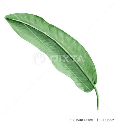 Banana palm leaf watercolor illustration isolated on white background. Hand drawn rainforest nature clipart, design element perfect for cards, posters, packages, banners, stationary, label logo decor 124474006