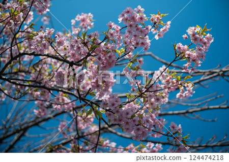 Cherry Blossoms	 124474218