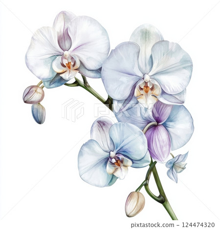 orchid isolated on white background orchid isolated on white background 124474320