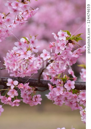 櫻花 櫻 賞櫻 124474659