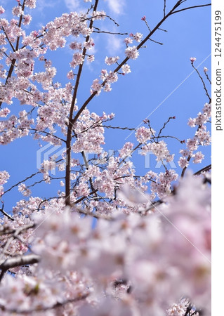 Sakura that shines in the blue sky 124475199