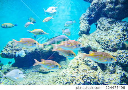Sawtooth fish in the aquarium 124475406