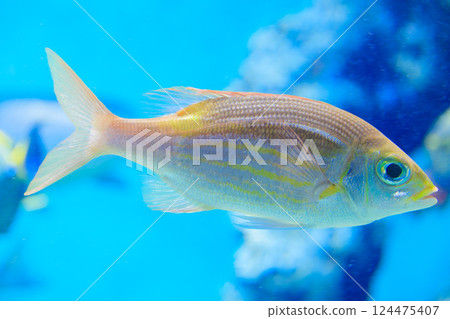 水族箱裡的鋸齒魚 水族箱裡的鋸齒魚 124475407