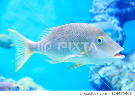 水族箱裡的濱吹 水族箱裡的濱吹 124475408