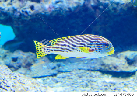 水族箱裡的石斑魚 124475409