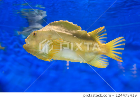 水族箱燈吸盤 124475419