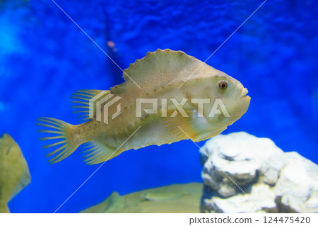 Aquarium Lamp Sucker 124475420