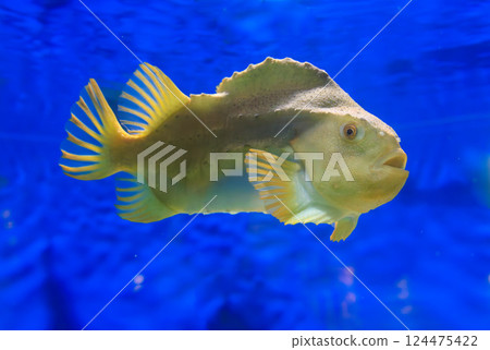 Aquarium Lamp Sucker 124475422