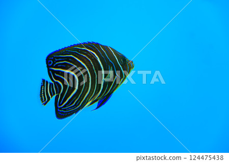Sasanami yakko's juvenile fish Sasanami yakko's juvenile fish 124475438