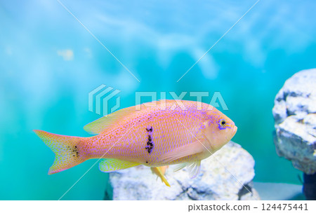 Male Barber Perch 124475441