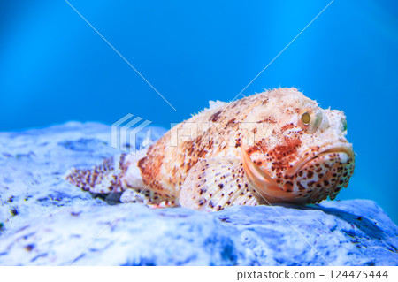 水族館裡的西部紅蠍鱈 124475444