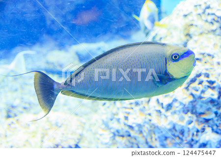 Southern fringe fish at the aquarium 124475447