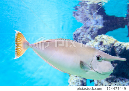 A splendid unicornfish at the aquarium 124475449