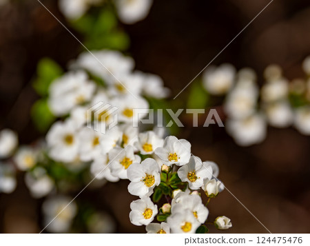 White flowers of the spiracle willow blooming on a sunny spring day 124475476