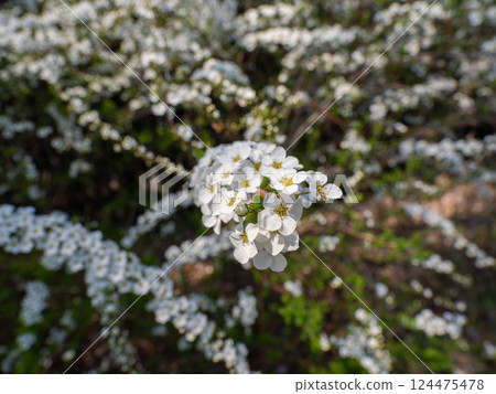 White flowers of the spiracle willow blooming on a sunny spring day 124475478