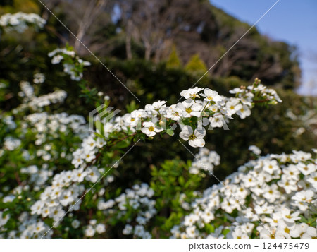 White flowers of the spiracle willow blooming on a sunny spring day White flowers of the spiracle willow blooming on a sunny spring day 124475479