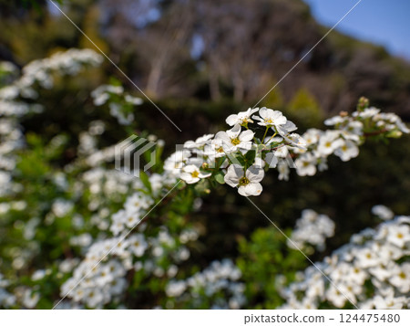 在陽光明媚的春日里,柳樹的白花盛開 在陽光明媚的春日里,柳樹的白花盛開 124475480