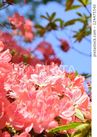 杜鵑花盛開 124475540