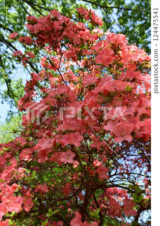 杜鵑花盛開 124475541