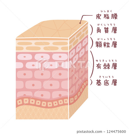 三維薄皮的橫截面（帶名稱） 124475600