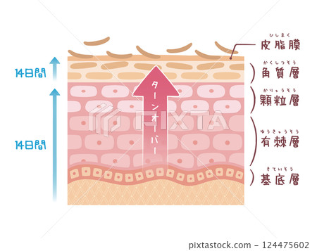 An image of skin turnover with the number of days shown 124475602