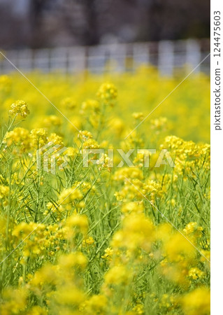 強姦開花在銀行開花 124475603