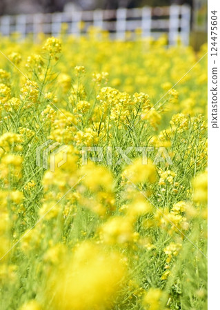 Rape blossoms blooming on the bank Rape blossoms blooming on the bank 124475604
