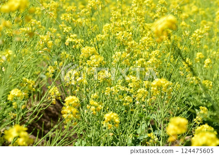 Rape blossoms blooming on the bank Rape blossoms blooming on the bank 124475605
