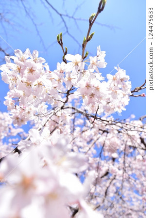 Cherry blossoms looking up 124475633