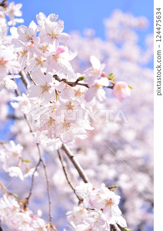 Cherry blossoms looking up 124475634