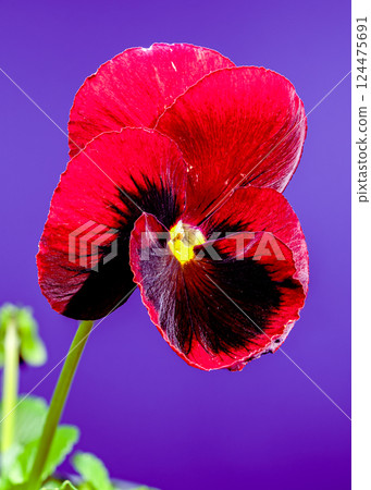 Beautiful Red Pansy Flower with Dark Center 124475691