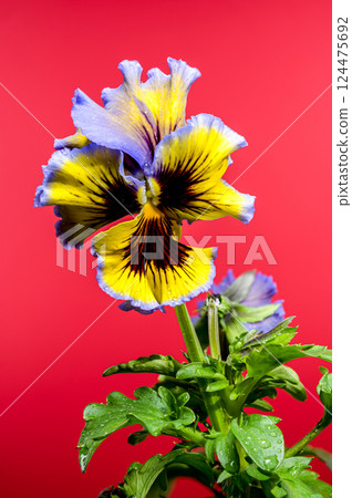 Ruffled Yellow and Purple Pansy Flower red background Ruffled Yellow and Purple Pansy Flower red background 124475692