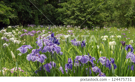 Chikozan Park: A garden of many different kinds of irises in bloom / Sayama City, Saitama Prefecture, June 124475731